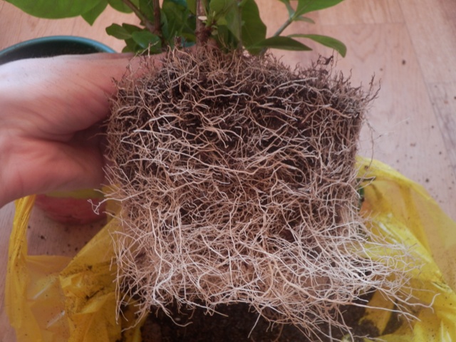 Цветочные дела