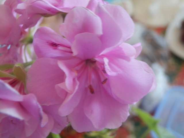 Цветочные дела