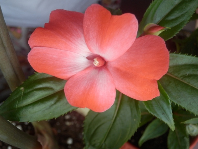 Цветочные дела