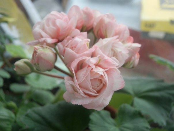 Цветочные дела