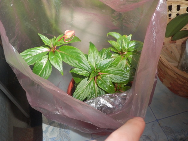 Цветочные дела