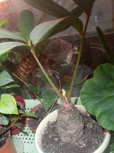 Цветочные дела