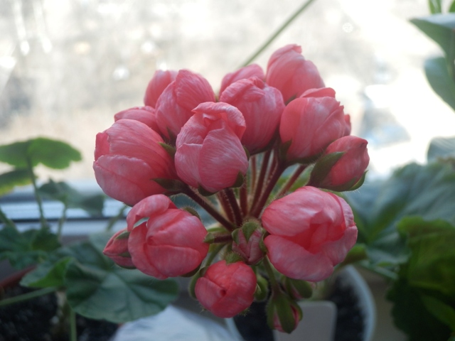 Цветочные дела