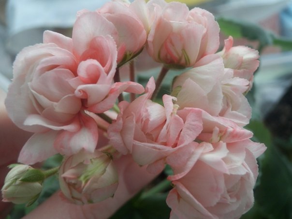 Цветочные дела