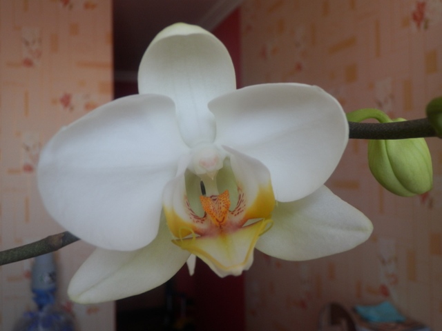 Цветочные дела