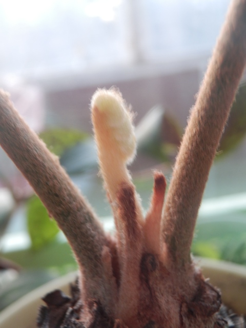 Цветочные дела