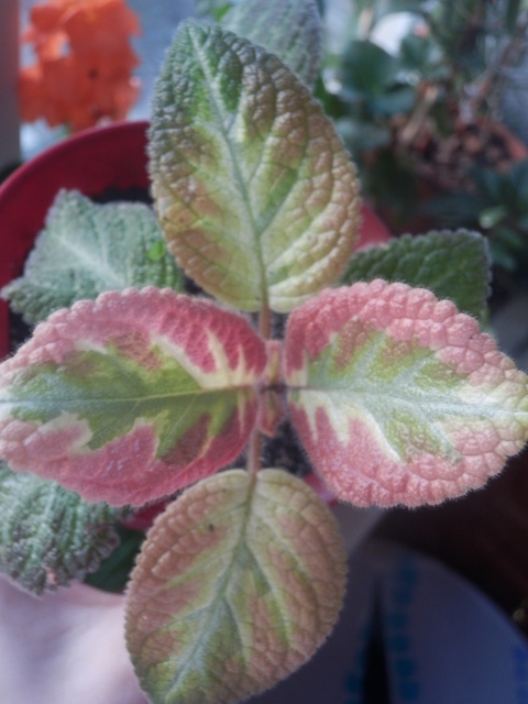 Цветочные дела