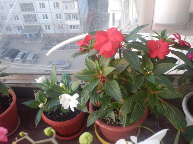 Цветочные дела