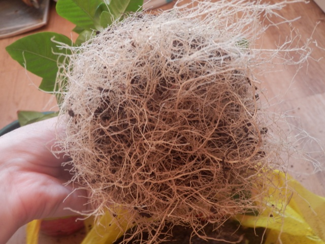 Цветочные дела