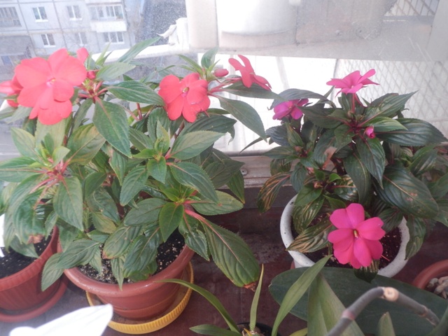 Цветочные дела