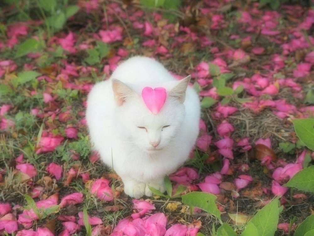 Юлия